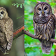 Left: spotted owl Right: barred owl
